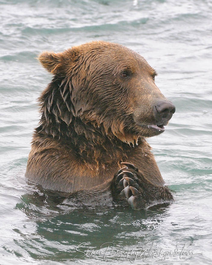 Large brown bear takes a dip in an Alaskan river