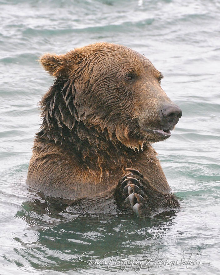 Large brown bear takes a dip in an Alaskan river 20080814 184211