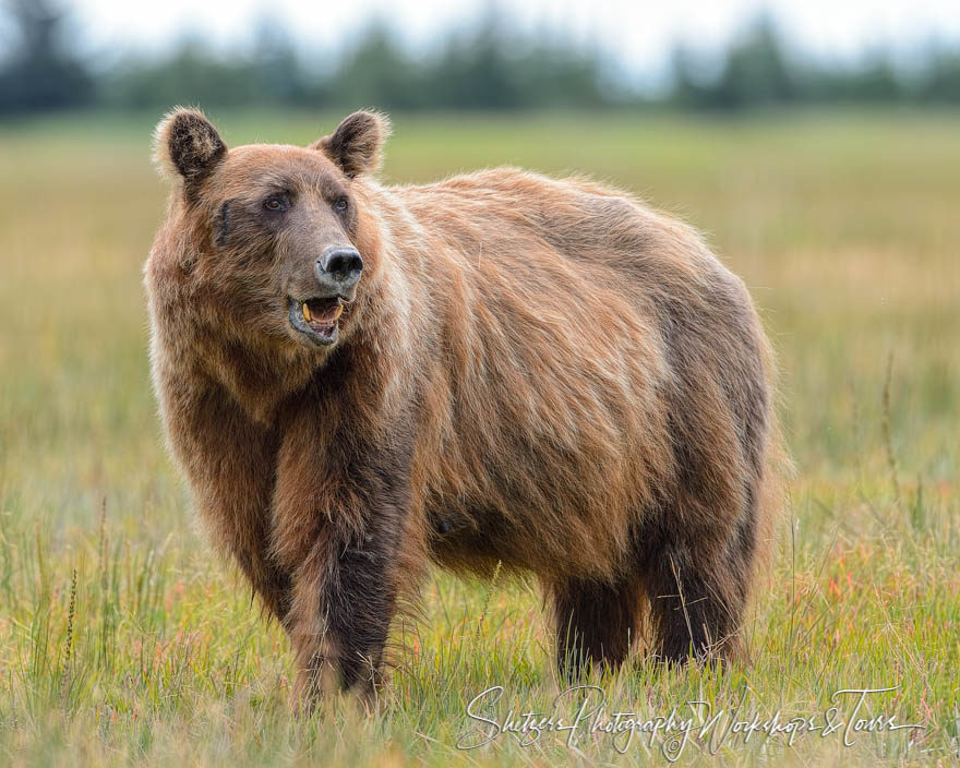 Large grizzly bear grazing sedge in the valley