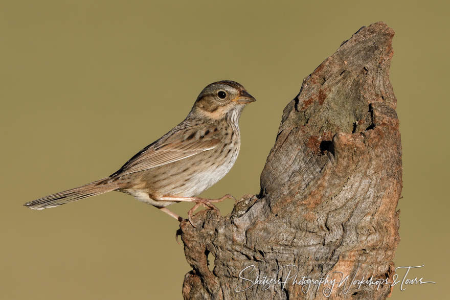 Lark Sparrow perched on log
