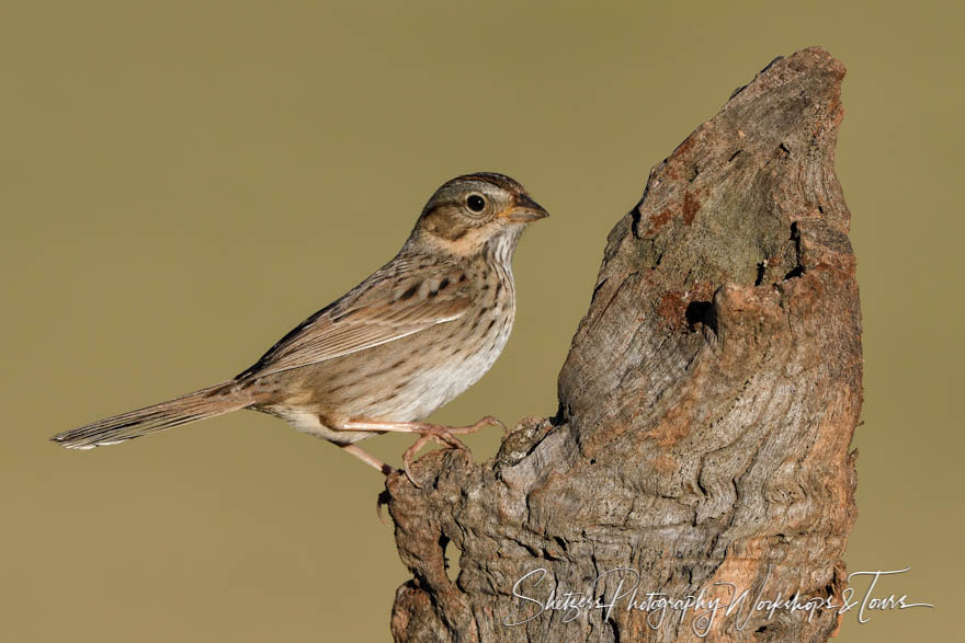 Lark Sparrow perched on log 20170130 171922