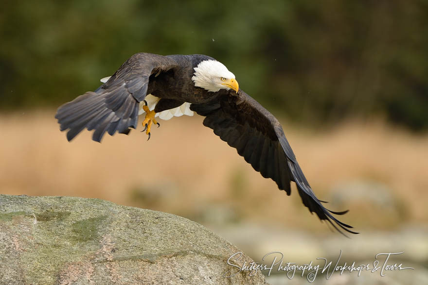 Launching Eagle