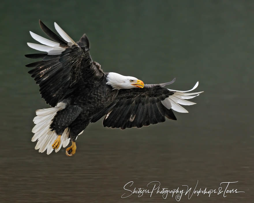 Leucistic Bald Eagle in Flight