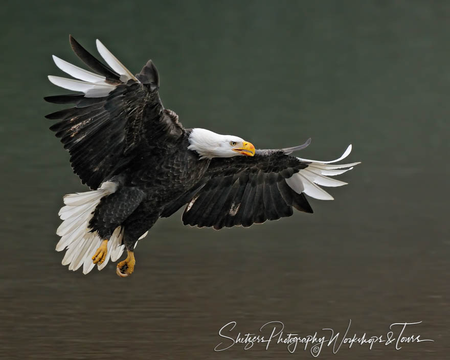 Leucistic Bald Eagle in Flight 20111108 133700