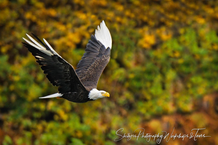 Leucistic Bald Eagle in flight with colorful background