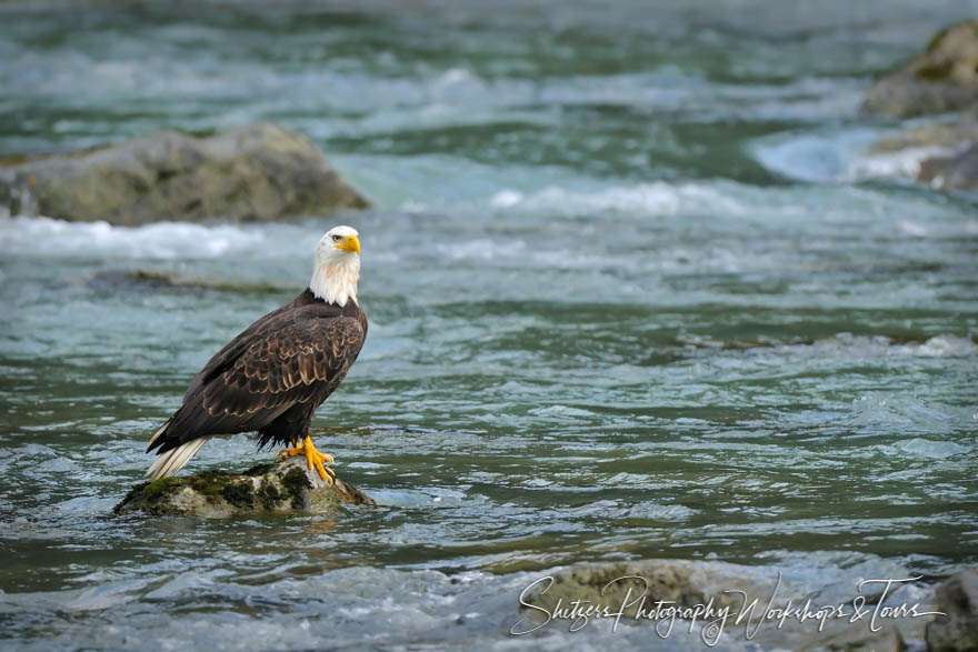 Leucistic Bald Eagle surveying the river 20101011 152814