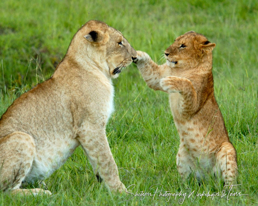 Lion Boxing Match