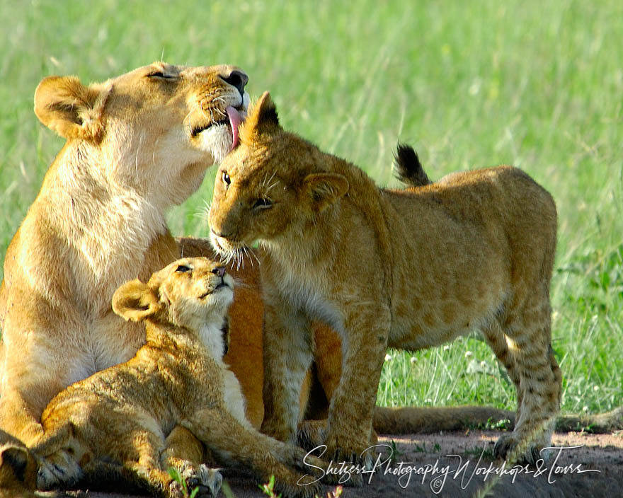 Lion Loving