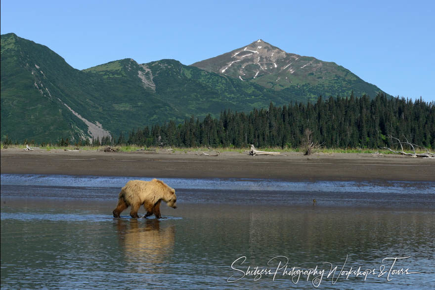 Lone Bear with Mountains