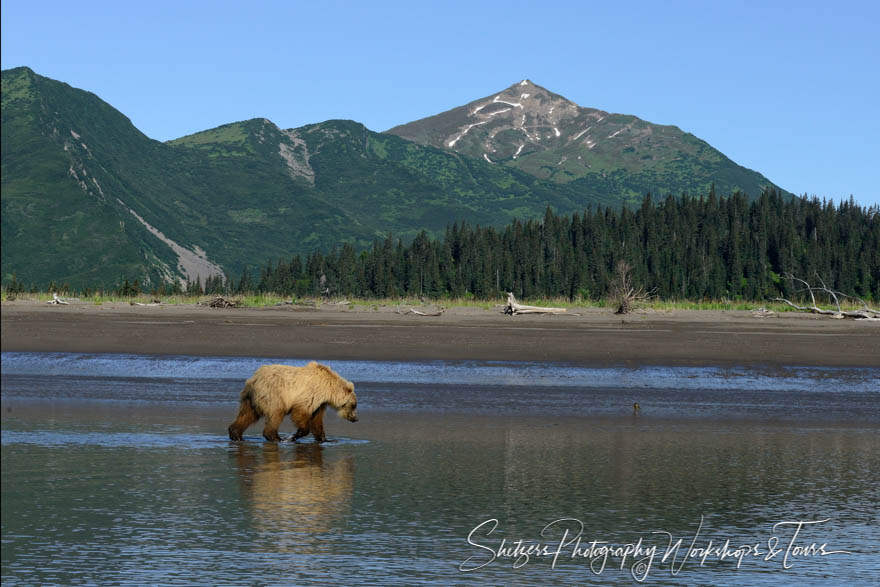 Lone Bear with Mountains 20150719 110450