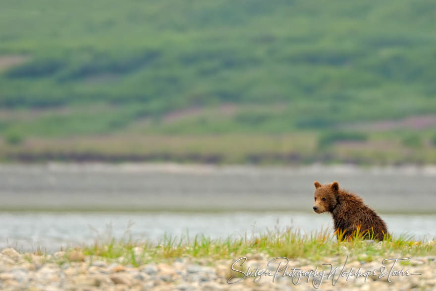 Lone grizzly cub waiting on a river bank