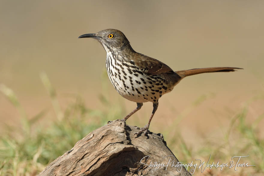 Long-billed Thrasher perched