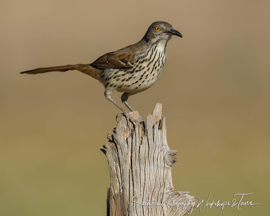 Long-billed Thrasher perched on log