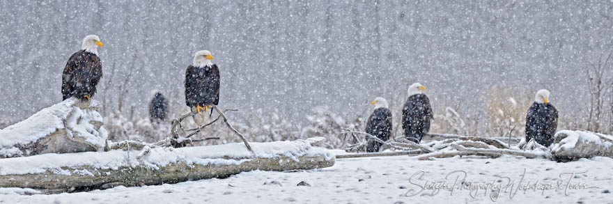 Lots of Eagles in the Midst