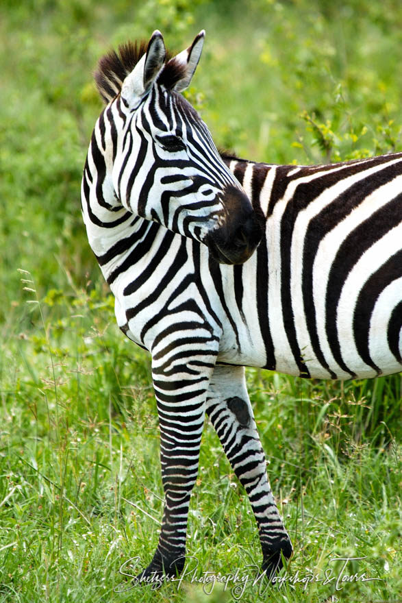 Maasai Mara Zebra