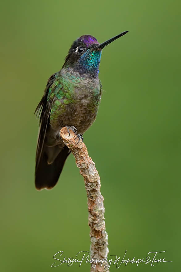 Magnificent Hummingbird