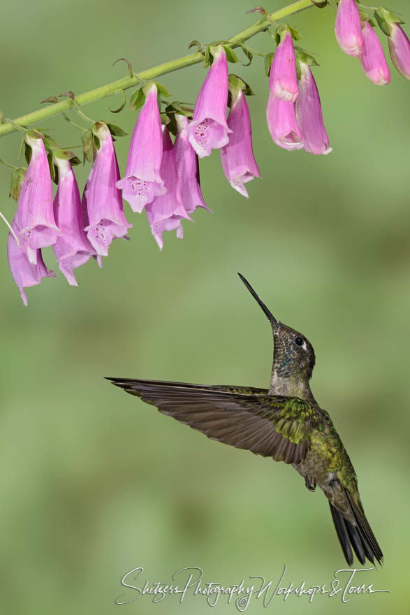 Magnificent hummingbird image feeding on purple flowers