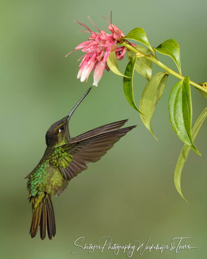 Magnificent hummingbird in Costa Rica