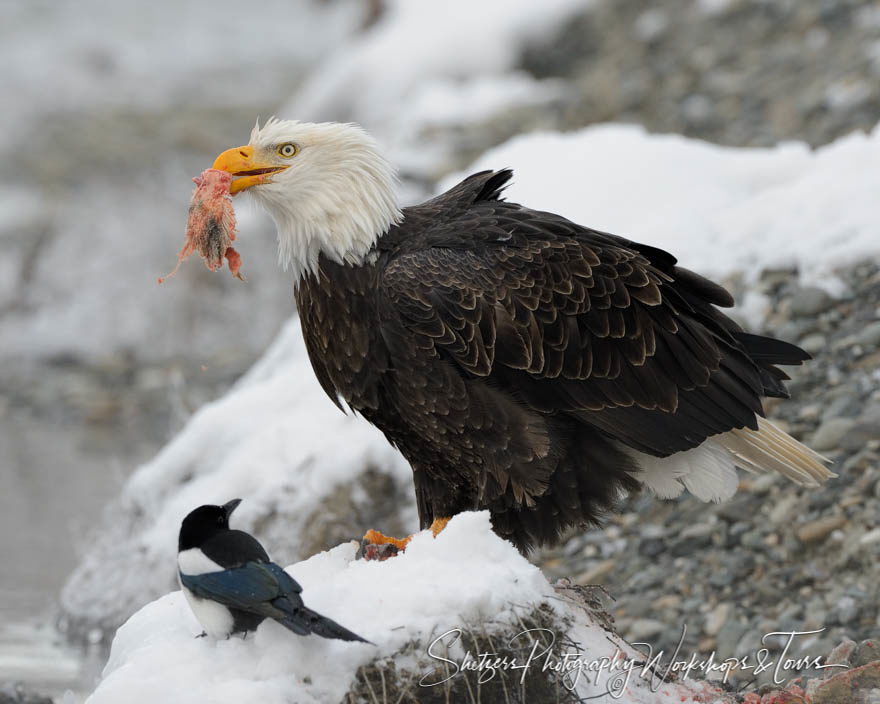 Magpie watches bald eagle eat salmon