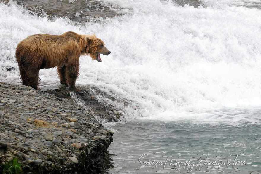 Majestic young bear in front of waterfall