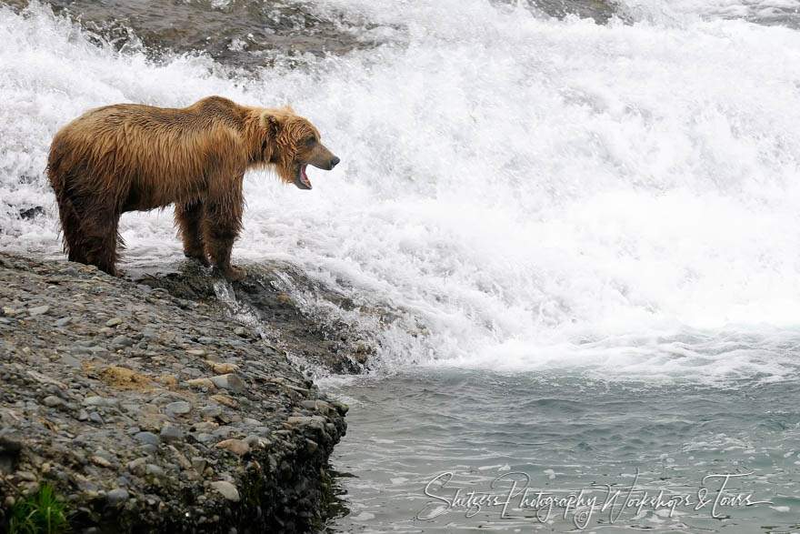 Majestic young bear in front of waterfall 20080815 172346