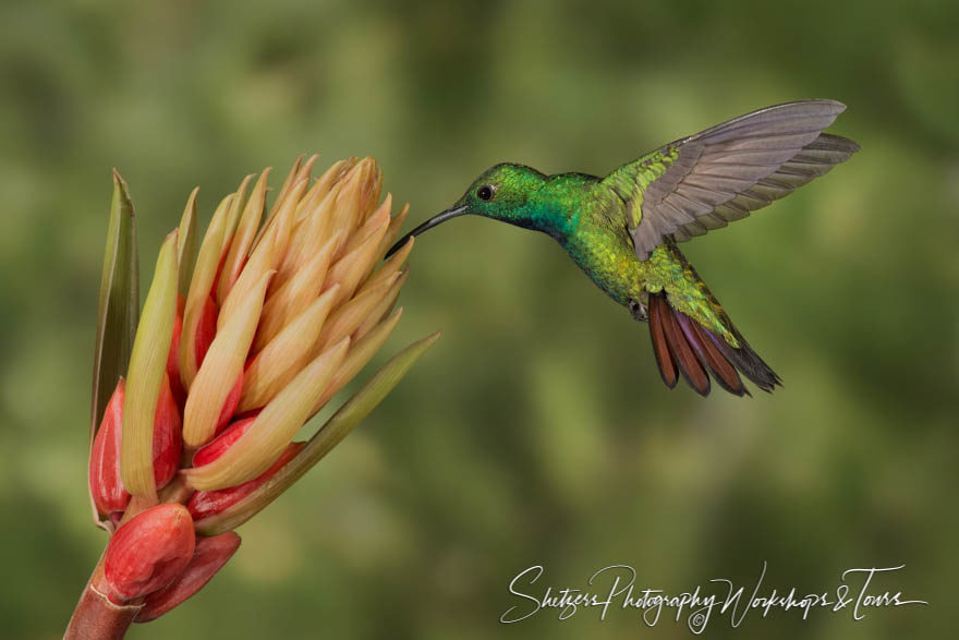 Male Green-breasted Mango hummingbird