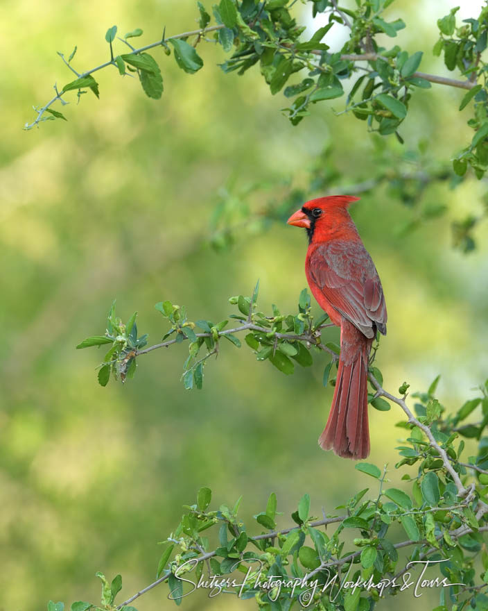 Male Northern Cardinal perched in tree