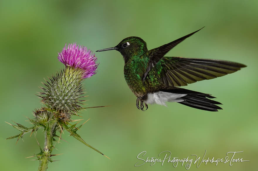 Male Tourmaline Sunangel hummingbird  in flight