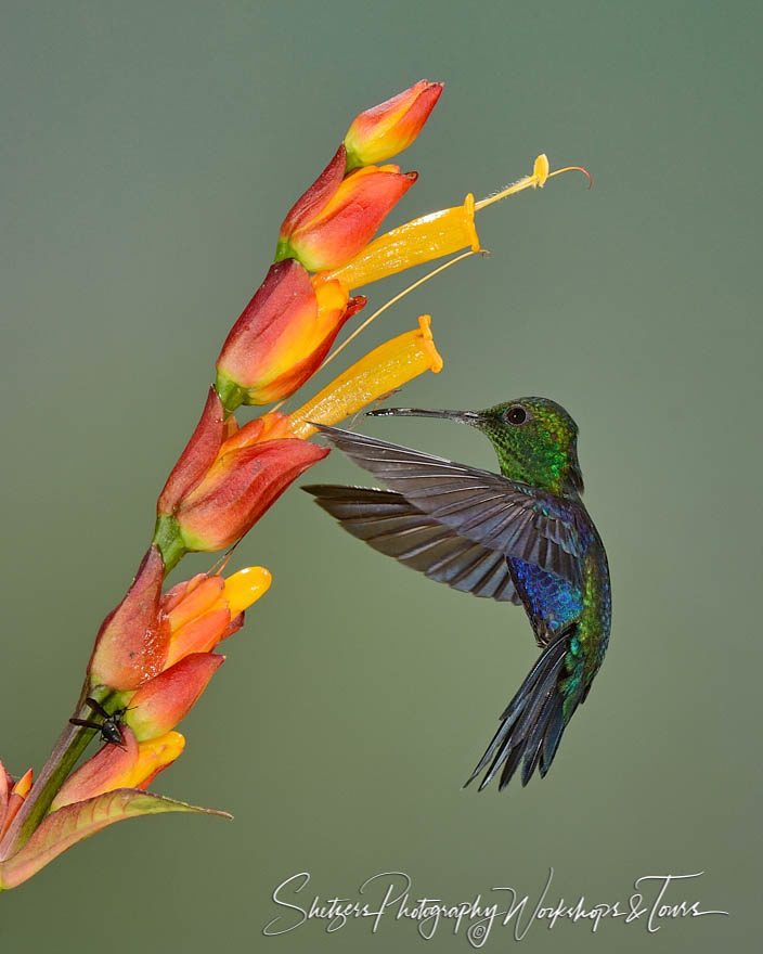 Male green-crowned woodnymph with exotic flower