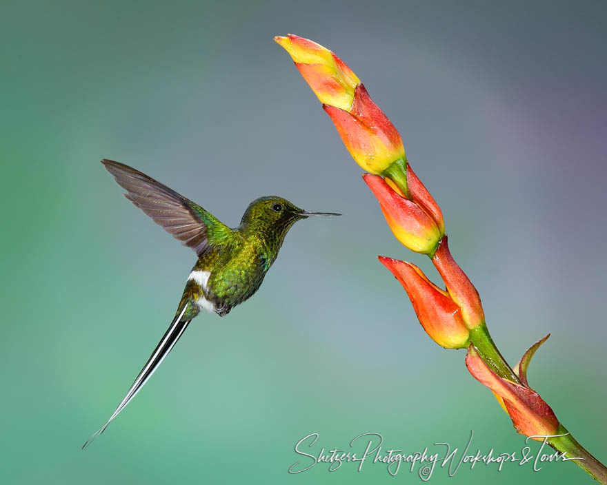 Male green thorntail hummingbird faces flower
