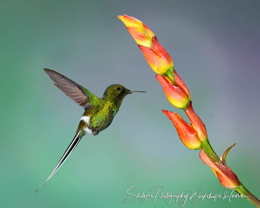 Male green thorntail hummingbird faces flower 20130531 103724