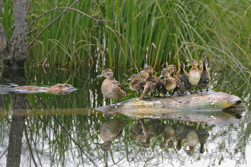 Mallard Duck Family and a Beaver