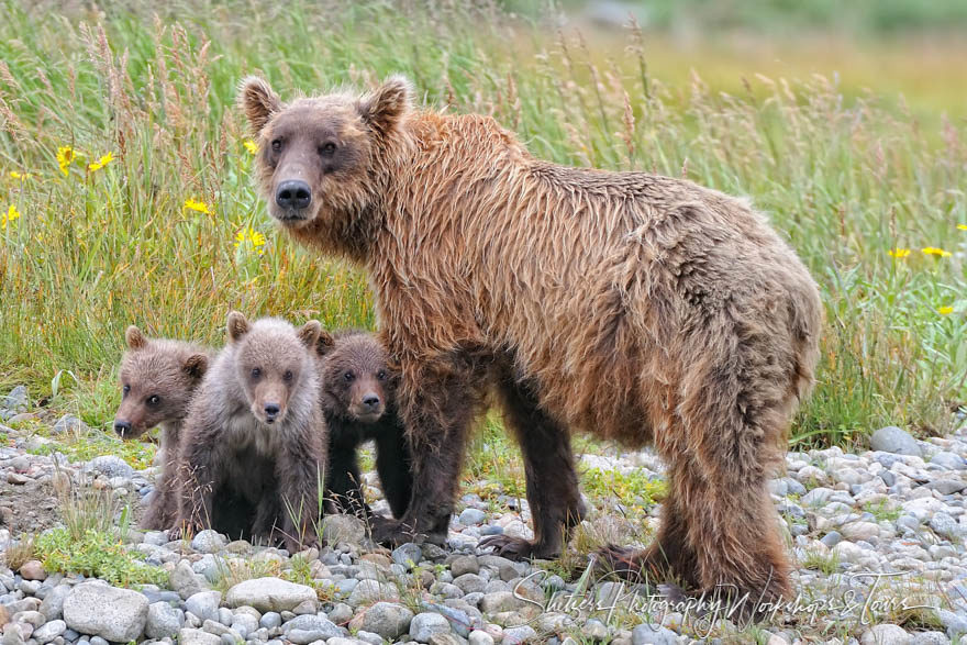 Mama Grizzly protects her three babies