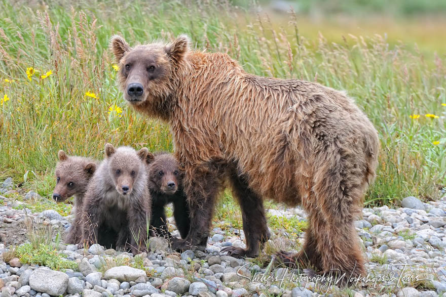 Mama Grizzly protects her three babies 20080817 120755
