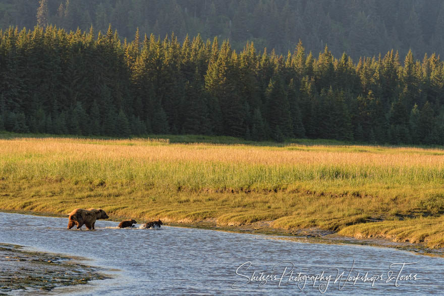Mama bear and cubs cross a river