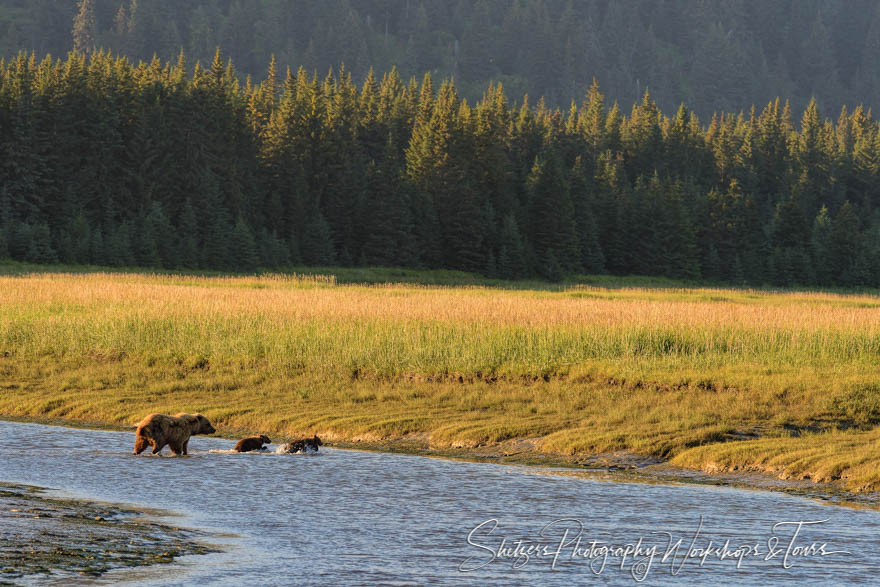 Mama bear and cubs cross a river 20140714 213437