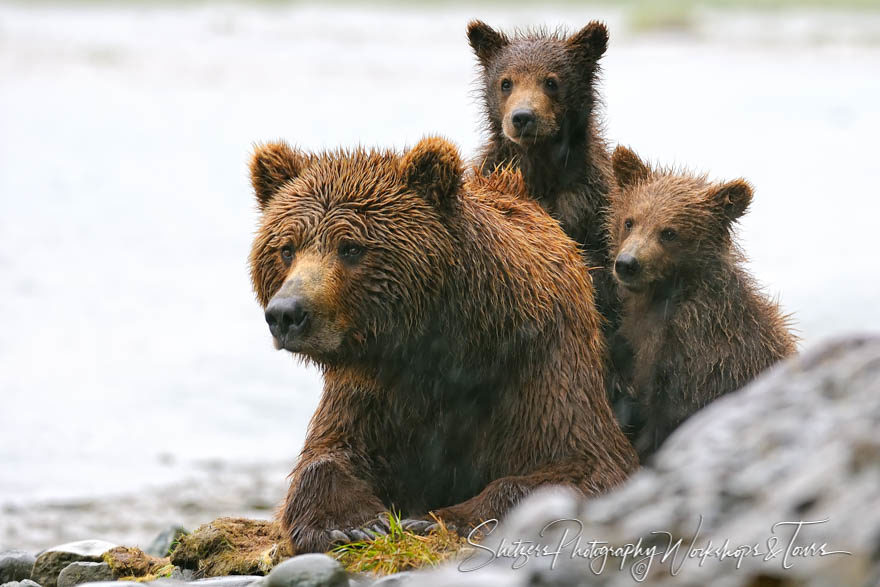 Mama grizzly and two small cubs