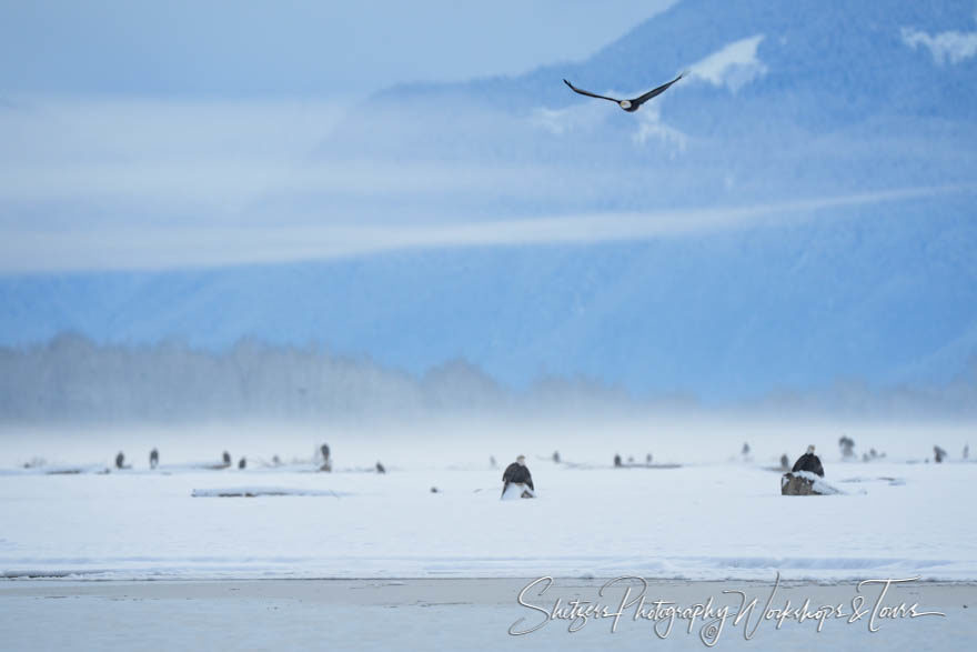 Many Eagles in the Chilkat Valley
