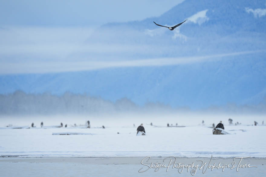 Many Eagles in the Chilkat Valley 20121112 165009