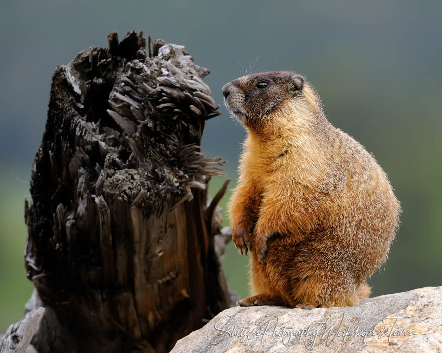 Marmot Standing on Rock in Colorado