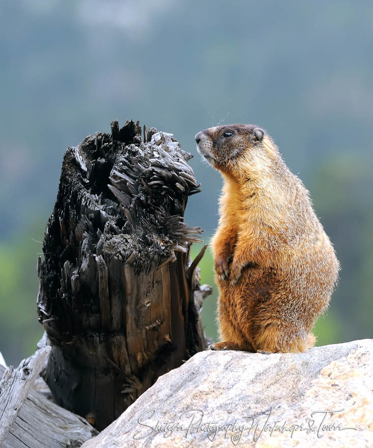 Marmot Standing on rock