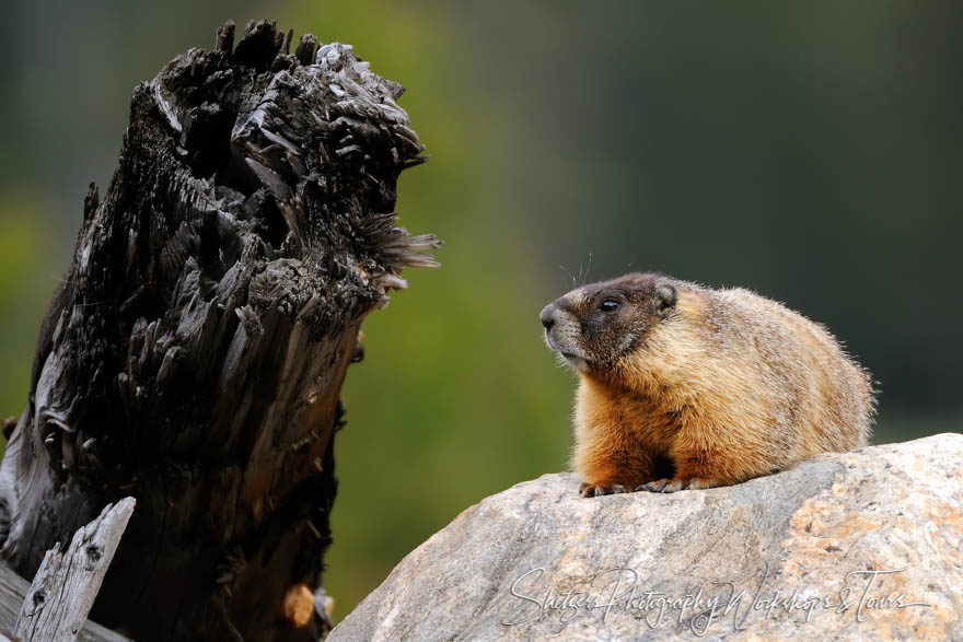 Marmot sunning on Rock