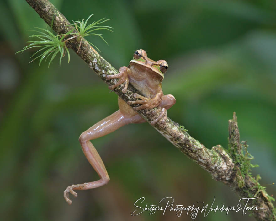 Masked Tree Frog