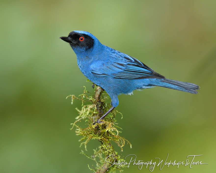 Masked flowerpiercer on branch