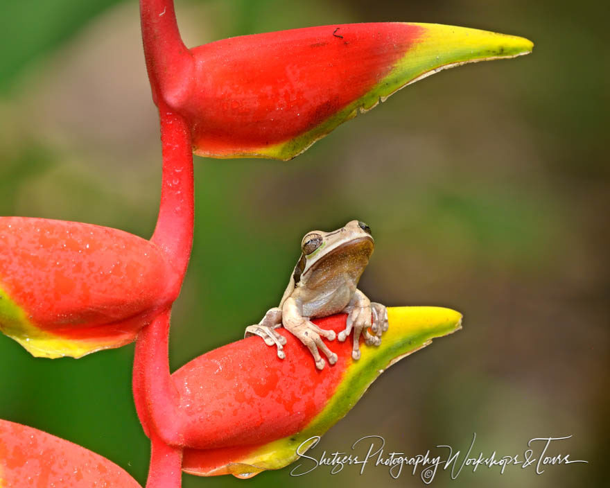 Masked tree frog – Frog Image