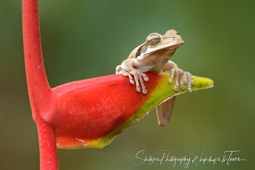 Masked tree frog hanging out Nature Image 20170407 090735