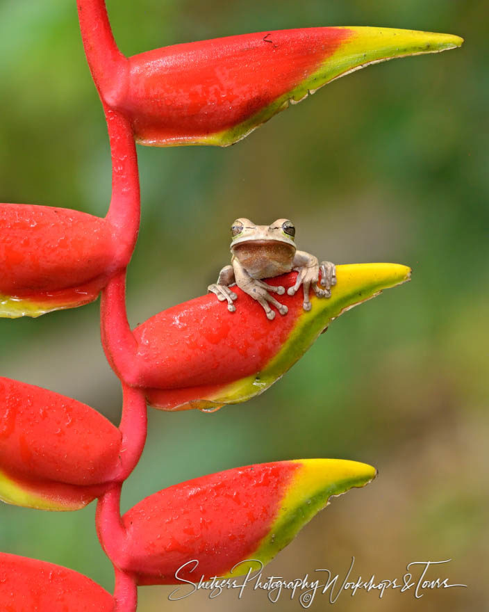 Masked tree frog of Costa Rica