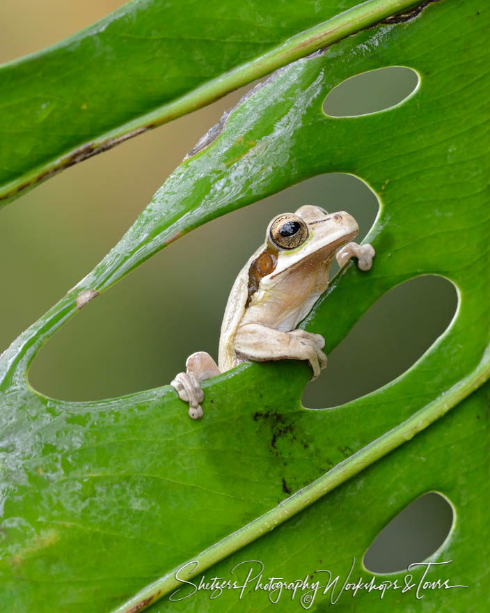 Masked tree frog on a green leaf