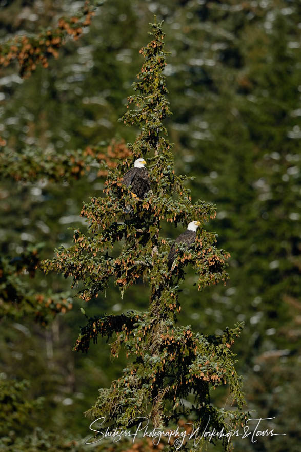 Mated Bald Eagles perch in Evergreen
