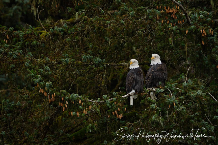 Mated Pair of Bald Eagles in Sitka Spruce tree